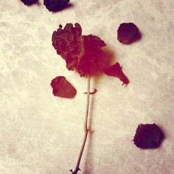 flephy:  #flower #love #visual #poetry #calm #faith #forever