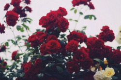 grunge-tea: ◯   Boost Your Followers and Reblogs  ◯  
