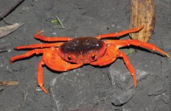 dogbosser:  macpye:  izzy-the-fish-girl:  Crab from the Chinese