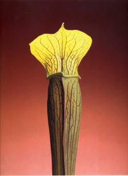 themapplethorpe:  Jack-In-The-Pulpit, 1988 
