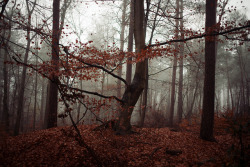 majesty:By  Heiner Luepke