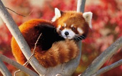 everythingfox: Red panda & red fox <3