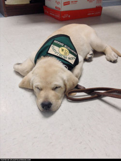 aplacetolovedogs:  Tuckered Labrador Puppy  This adorable little