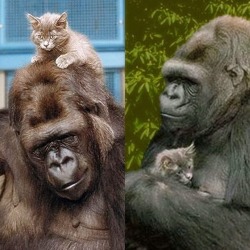 fuckyeahinterspeciesfriendships:  Koko, a gorilla that understands