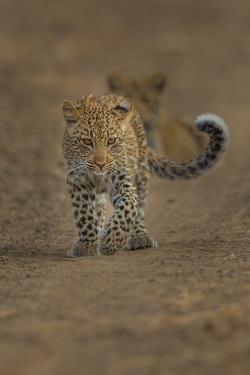 restinforest:  Leopard Cubs  