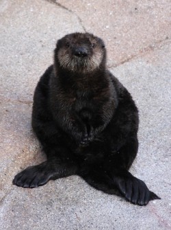 dailyotter:  New Otter Pup on Exhibit at Monterey Bay Aquarium!