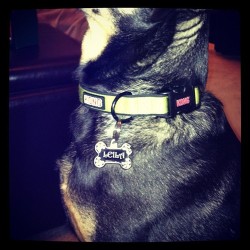 As she got a new tag for her collar #spolied #love #dog #newtag