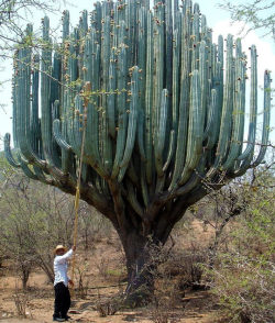 srsfunny:Cactus In Oaxaca That cactus aint fuckin’ around…