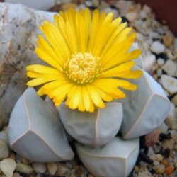 sixpenceee:  Lapidaria margaretae is a genus of dwarf succulent