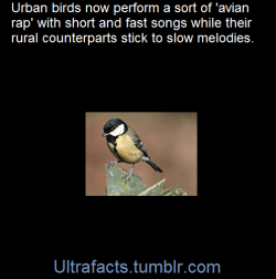 ultrafacts:  Birds living in cities are performing a type of