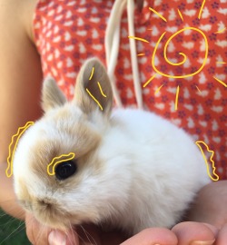 michelangeloo:  sunbeans: my friend @alysah011’s baby bunny