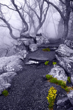cedorsey:  Fog On The Betty’s Rock Trail, Shenandoah National