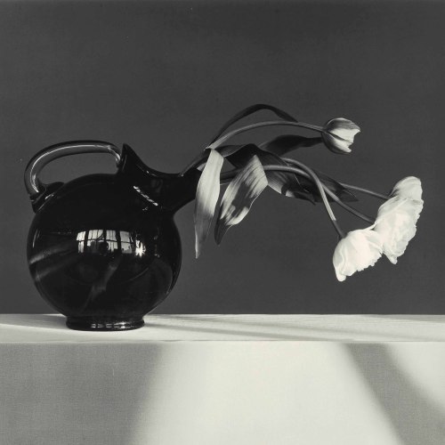 disease:  ROBERT MAPPLETHORPE / TULIPS / 1982[gelatin silver