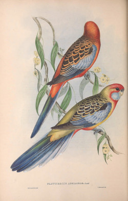 ooksaidthelibrarian: The Birds of Australia. v.5 (1848) John