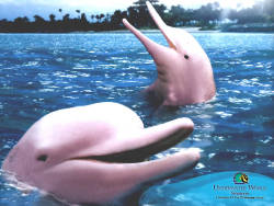 sixpenceee:  The pink river dolphin has lived in the Amazon River