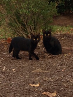 limey404:  i found twin kitties behind the sonic parking lot