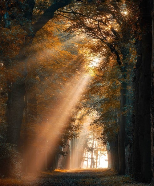 pangeen:Forest tales by George Kossieris