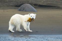 llbwwb:  A baby polar bear in Svalbard snacking on a piece of