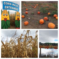 🎃👻 #pumpkins #farmlife #cornmaze #vernon #nj #fall