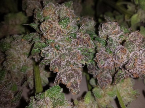 legalize-stoner:  legalizethecannabis:  Check our blog! http://legalizethecannabis.tumblr.com/   Check our blog! http://legalize-stoner.tumblr.com/