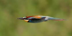 Aerodynamically inclined (Kingfisher)