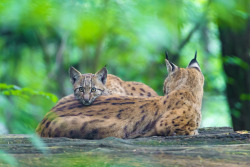 Mother lynx with her baby (by Tambako the Jaguar) 