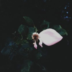 lacrimonalisa:  Sadness  #rose #vscocam