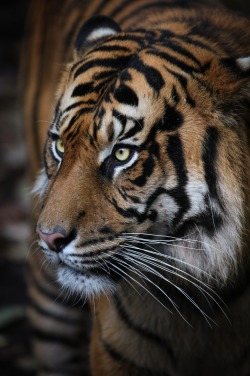 thelavishsociety:  0ce4n-g0d:  Sumatran Tiger by Gemma Ortlipp