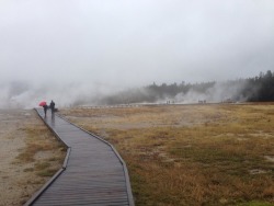 treetalks: Yellowstone National Park, Wyoming. September 2017.