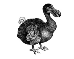 cvws:  A dodo based on an old illustration - my first drawing