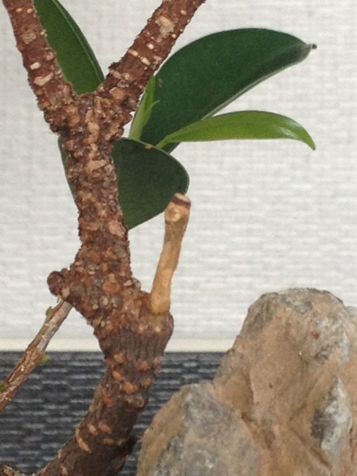 chris-dougal:  The fig bonsai after its first pruning & the Jin & shari tidied up a bit after its damage, the shari has been formed after the tree had sustained the damage, one of its largest branches was broken off & the pot it was in smashed