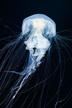 asylum-art:  The Alien Beauty Of Jellyfish In Alexander Semenov