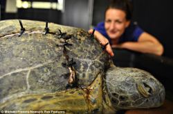 sixpenceee:  This green turtle’s shell is stitched back together