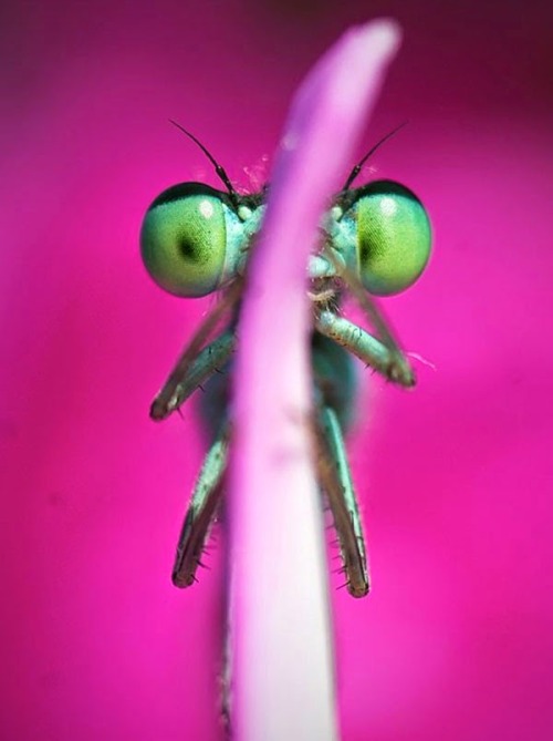 staceythinx:  O_O  Macro photography by Tiplea Remus 