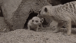 thenatsdorf:  Baby Meerkats. [full video]