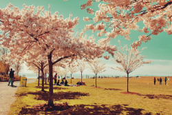 cherry blossom | Tumblr en We Heart It. http://weheartit.com/entry/74286925/via/unknown_0988