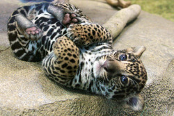 sdzoo:  Throwback Thursday - Tikal the male Jaguar cub at one