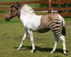 Zebroid is the name given to a hybrid between a zebra and any