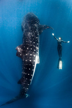 May I have this dance? (Whale shark and free diver at Isla Mujeres,