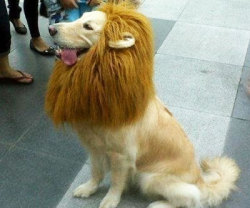 awesomeshityoucanbuy:  Lion Pet WigTurn your dog into the king