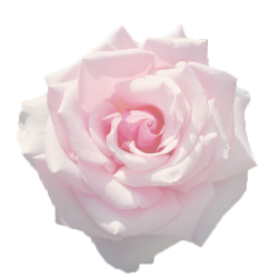 angel-hues:Transparent Rose ♡ Source
