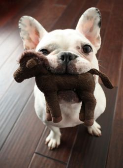 Bless this little cutie with his/her favourite toy, my girl does