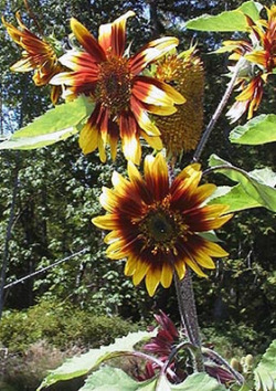 sixpenceee:  These gorgeous sunflowers are known as the Joker