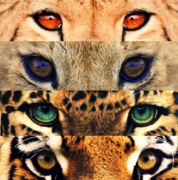Hunter of eyes.