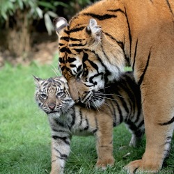 brookshawphotography:  It’s International Tiger Day…One of