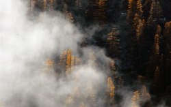 nubbsgalore:  an autumn fog moving through the forest. photos