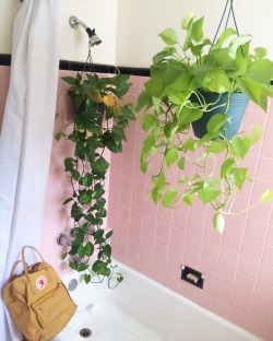 fangsayomi:  pohaberry:  how to: turn your shower into a rainforest