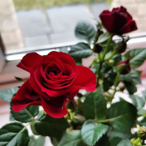 <p>What an amazing red!!</p>

<p>I’m passionate about colour and this beautiful red rose (a very thoughtful gift from @sooper16 & @peskettmark )is certainly rocking my world.</p>

<p>What’s your fave colour at the moment?</p>

<p>I’d really love to know what shades/colour combinations  make you really happy.</p>

<p>I’m so excited about my upcoming artworks. I also have so many other new things to share with you next year! </p>

<p>And yes, due to popular demand…my newsletter is back baby!! </p>

<p> (at Calne)<br/>
<a href="https://www.instagram.com/sandisayer/p/CXvWqi3o561/?utm_medium=tumblr">https://www.instagram.com/sandisayer/p/CXvWqi3o561/?utm_medium=tumblr</a></p>