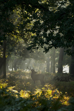 fascinating-nature:www.sam-rowley.com by samrowley1123 on Flickr.