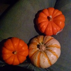 I bought pumpkins!!!